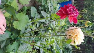 IMG-20250802-WA0004.jpeg