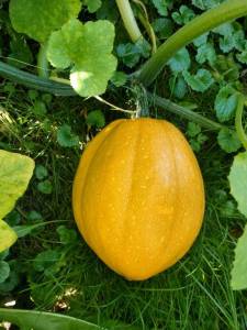 IMG-20250804-WA0004.thumb.jpg.d2b44adc0c61ec17bd232a0685021d50.jpg