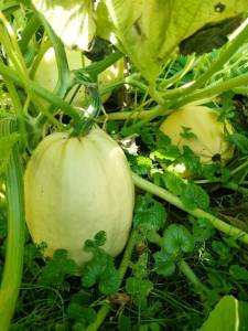 IMG-20250804-WA0007.thumb.jpg.290cf9cb82112e0b63bd95e6166a99d0.jpg