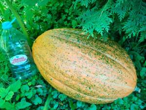 IMG-20250804-WA0008.thumb.jpg.c60da784c26628961aa4af9c9f3b9fbd.jpg