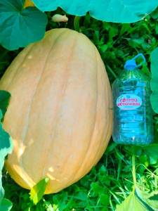 IMG-20250804-WA0009.thumb.jpg.3ba111e2d93b0fbe0e082944792bb735.jpg