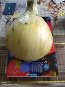 IMG-20250808-WA0074.thumb.jpg.3479dd18d286bddc757a687056b7d3e9.jpg