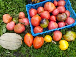 IMG-20250814-WA0097.thumb.jpg.29ea319ae02a1e35ffc56fc5bf2c87d8.jpg