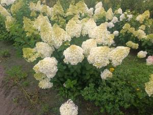 IMG-20250819-WA0003.jpg