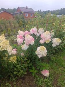 IMG-20250819-WA0004.jpg