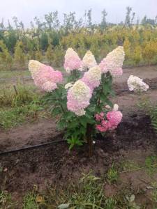 IMG-20250819-WA0005.jpg