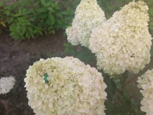 IMG-20250820-WA0000.jpg