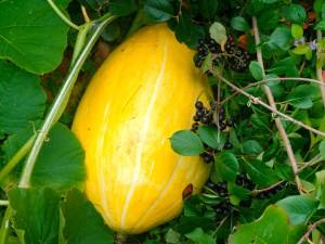 IMG-20250825-WA0004.thumb.jpg.ae4807fe5d490bc26ca477e340a82902.jpg