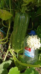IMG-20250827-WA0001.jpg