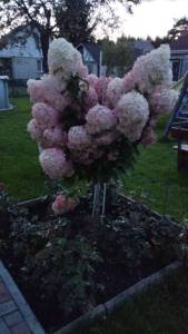IMG-20250827-WA0049.thumb.jpeg.5ac688f073d4a7a117187891a3b91587.jpeg