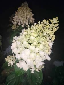 IMG20250814221344.jpg