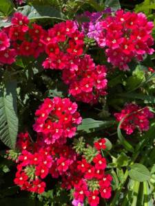 IMG_0470.jpeg
