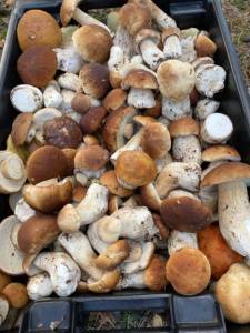 IMG_0550.jpeg