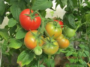 IMG_0899.thumb.JPG.fa130d78a7af12cc7faf6e667ff45496.JPG