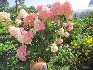 IMG_0903.thumb.JPG.6fd9f48ac5bee174142688e3bb51bbc7.JPG