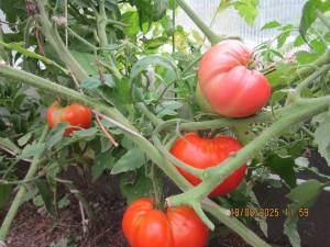 IMG_0905.thumb.JPG.997e2bb25622ff0c9af43f14a76ac16d.JPG