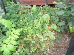 IMG_0937.thumb.JPG.d690217b1c7671ca2fd608473fc4dd68.JPG
