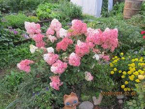 IMG_0943.thumb.JPG.ec2bcb9e64a8f6cd6b1d9ea5efd63d97.JPG