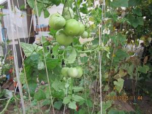 IMG_0957.thumb.JPG.7b4bcf5833b2e9a00ab25b0bd656eb10.JPG