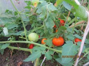 IMG_0977.thumb.JPG.c7eb1067dda7501c8ffcf41b72c5b644.JPG