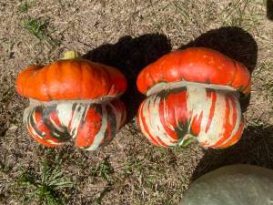 IMG_1522.jpeg