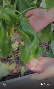 IMG_1525.jpeg