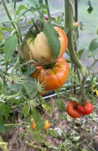 IMG_1541.jpeg