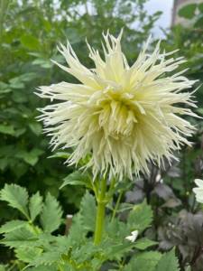 IMG_1858.jpeg