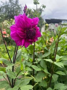IMG_1859.jpeg