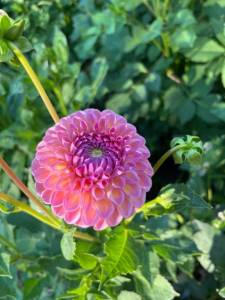 IMG_1864.jpeg