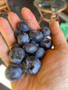 IMG_1952.jpeg