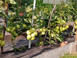IMG_20220806_172042.thumb.jpg.a7f0a7f5a9e370dc20c2d32874eac6fb.jpg