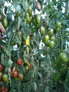 IMG_20250709_195046.jpg