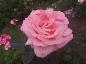 IMG_20250716_152754.thumb.jpg.104749a90e574c278ac164a65e1e054f.jpg