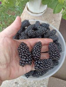 IMG_20250722_163510.thumb.jpg.e9e1545e62d897bf8cf9d01d1d23c88c.jpg