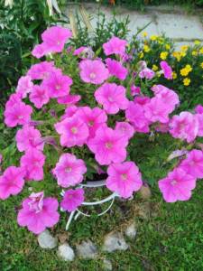 IMG_20250728_191306.jpg