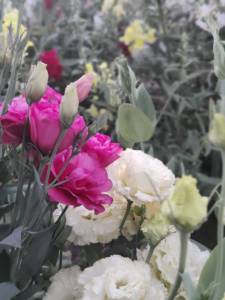 IMG_20250729_195735_Bokeh.jpg