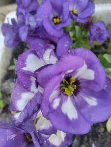 IMG_20250730_141547.jpg