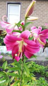 IMG_20250731_190744.thumb.jpg.49b6105d2babf676eaeda008e26cdfe5.jpg