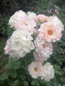 IMG_20250801_162022.jpg