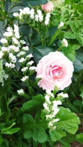 IMG_20250801_172201.thumb.jpg.a4f03c5289f9c2659b0ca281a5b3f89a.jpg