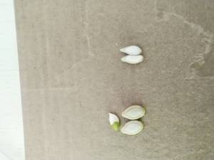 IMG_20250802_090653.jpg