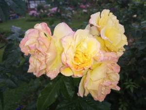 IMG_20250802_170342.thumb.jpg.5b8760bd2cf6bea244b66cc9a194d007.jpg