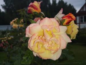 IMG_20250802_170416.thumb.jpg.af651094d95dbd28f35a675908ddd08f.jpg