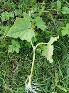 IMG_20250802_201301.thumb.jpg.25e0ca80d48565e844f5807e32527059.jpg
