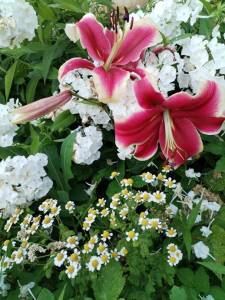 IMG_20250802_202022.thumb.jpg.ce76aed7bb6ac0eabe32c82fc6173f9f.jpg