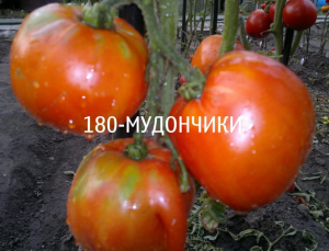 IMG_20250803_114613.thumb.png.556eef9014ad3a174c5948cce8d61f45.png