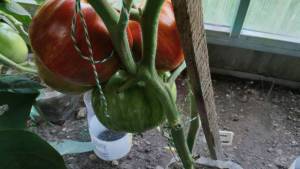 IMG_20250803_174450.thumb.jpg.8828d4cc222fefd7a667250d24f614b0.jpg