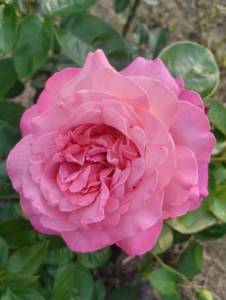 IMG_20250803_190958.jpg