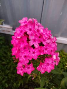 IMG_20250803_204057.jpg